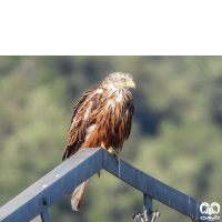 گونه کورکور حنایی Red Kite